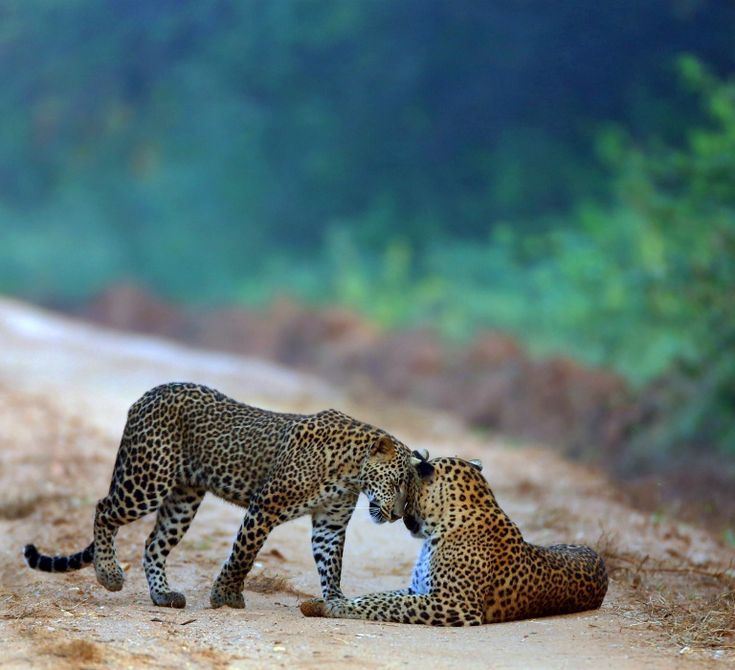 Yala Safari